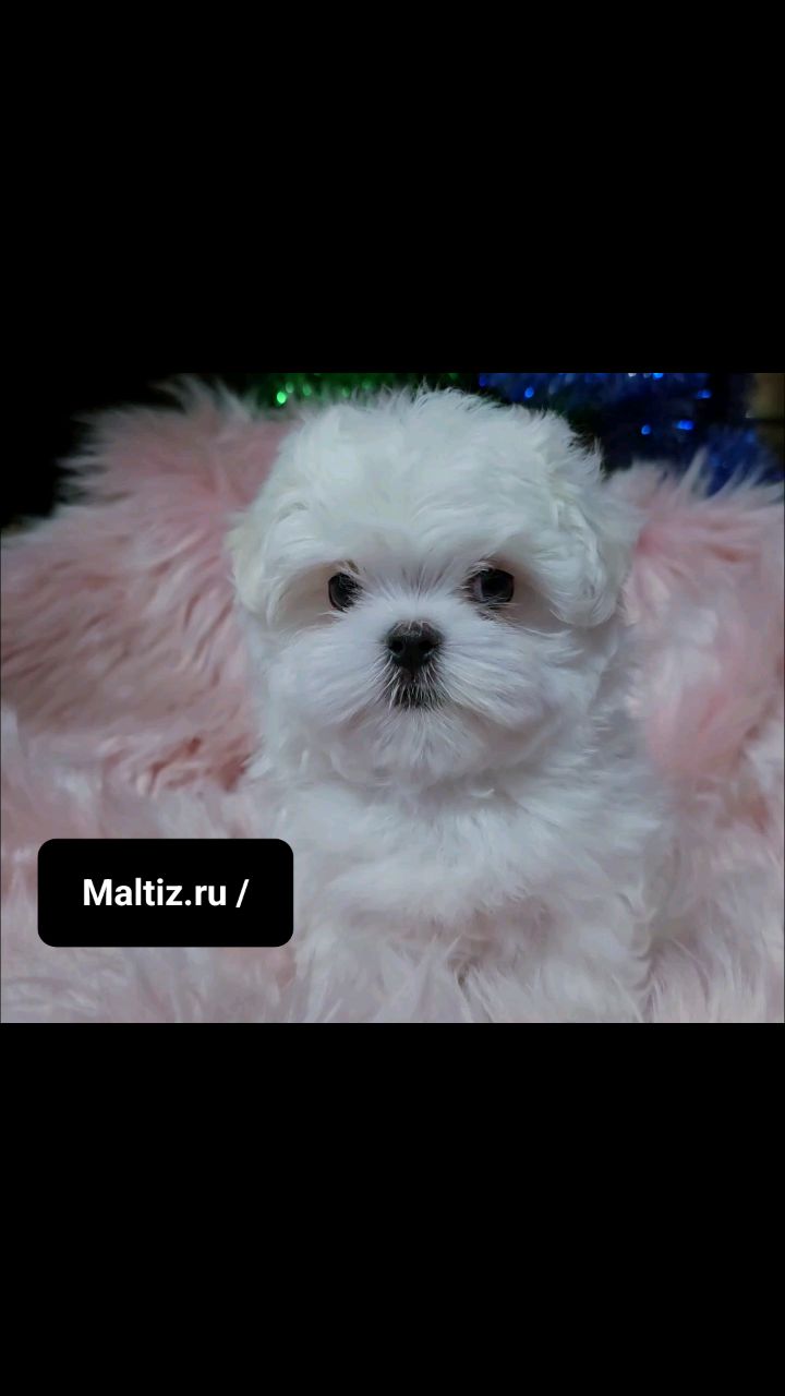 Питомник мальтезе  Daily Love в LOOKY. #мальтезе. Пушистый комочек сча...