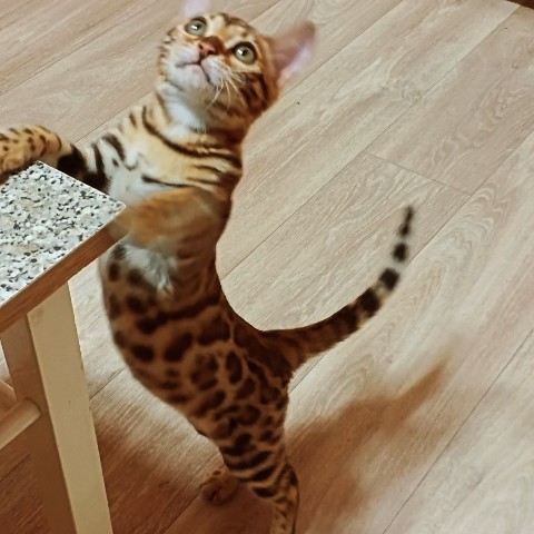 Екатерина в LOOKY. #красотка. #красотка