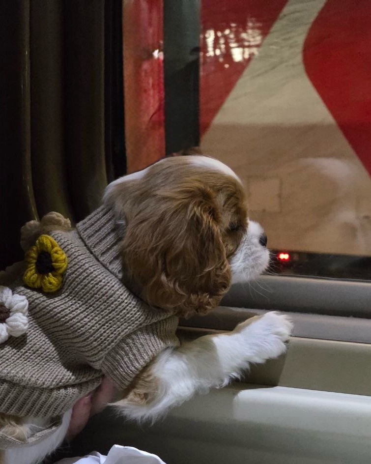 Светлана в LOOKY. . Домой….

#cavalierKi...