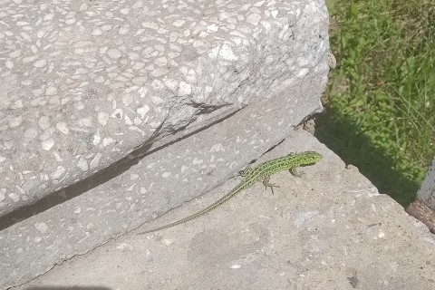Моирадости в LOOKY. . Сама Хозяйка медной ...