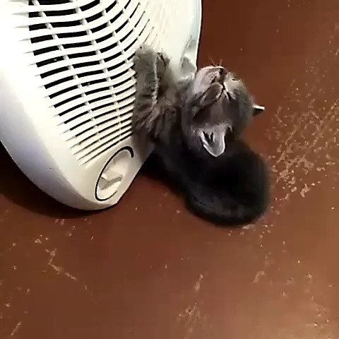  в LOOKY — С ладошку.