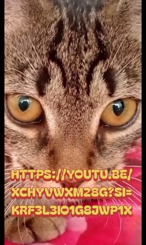 Наталья в LOOKY. #котсломаллпку,#египетскаямагиядлякошек,#постреабилитация,#зоопсихология,#помогитеналадитьсон. **Египетские мантры ...