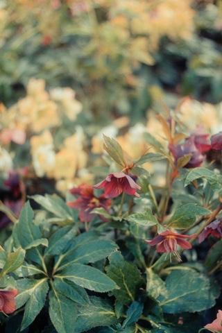 Photo_Mernaya в LOOKY. . Flowers ✨💐bokeh