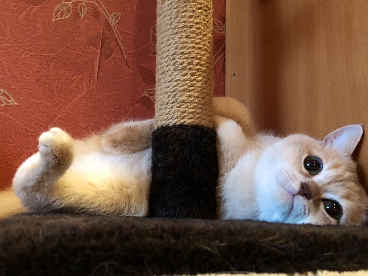 KENT37 Britanec Ивановский в LOOKY — Привет всем всем 🐾🐾🐾🐾🐈🐈🐈