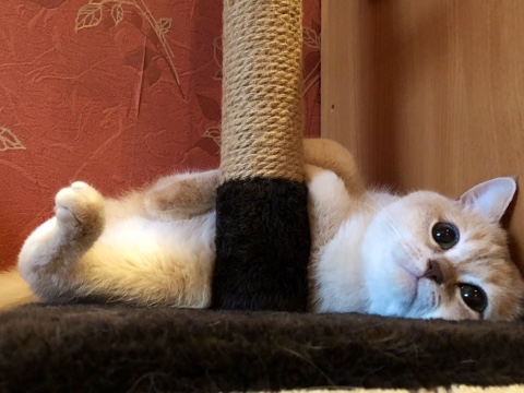 KENT37 Britanec Ивановский в LOOKY. . Привет всем всем 🐾�...