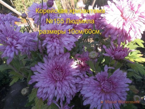 svetlanaklimenko603te9ps1k в LOOKY. . Принимаю заказы на в...