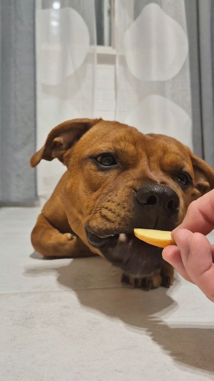 BuchTheStaffy в LOOKY. . 