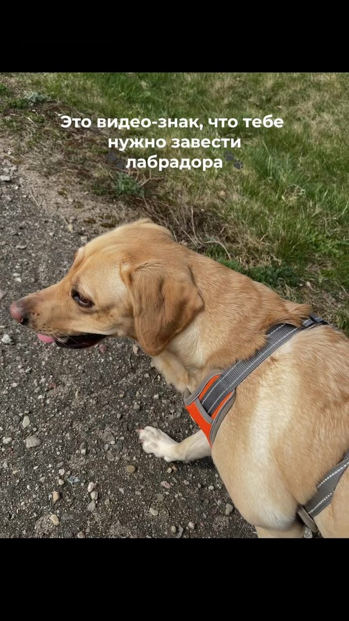 На связи лабрадор Бен-Бен в LOOKY. #263835222,#собака,#собакадругчеловека,#любовь,#малыш,#питомец. А бегает она так рез...
