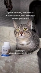 lifestyle influencer  блогерств в LOOKY. #163683380. Ваш кот тоже мастер ...