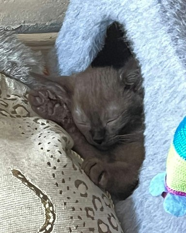 Looky_1670666580838 в LOOKY. . Спят усталые котята....