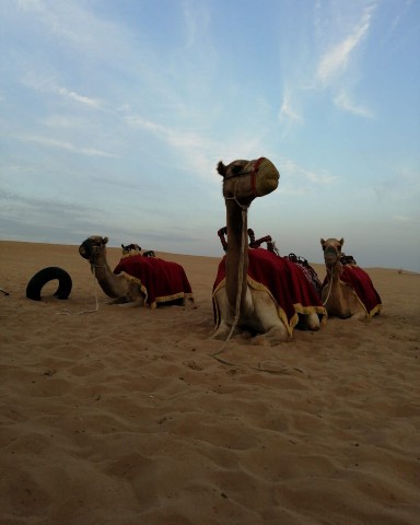 BORODA TRAVEL в LOOKY. #boroda,#Исходное_фото,#LOOKY_нейронка. Desert safari in Dub...
