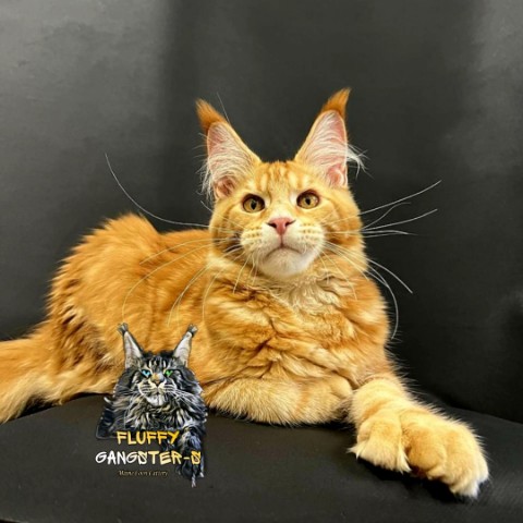 Рыжий грумер в LOOKY. #mainecoon_l,#mainecoonkittens,#mainecoonsale,#animal's,#animals,#cat,#cats,#mainecooncats,#polydactyl,#polydact,#poly,#cattery,#polydactmainecoon,#mainecoonlovers,#mainecoon,#blacksmokemainecoon,#cute,#groomer,#groming,#love,#baby,#kittens. Самурай наш красавчи...