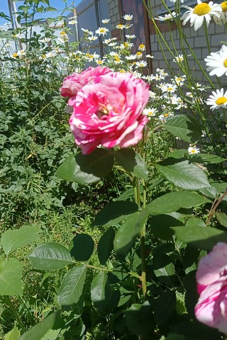 ЛЕРА в LOOKY. . [#цветы ](цветы)[#кр...