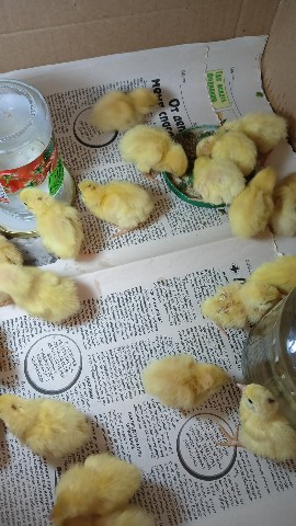 Ирина Васильевна в LOOKY. . Вот такие живые комо...