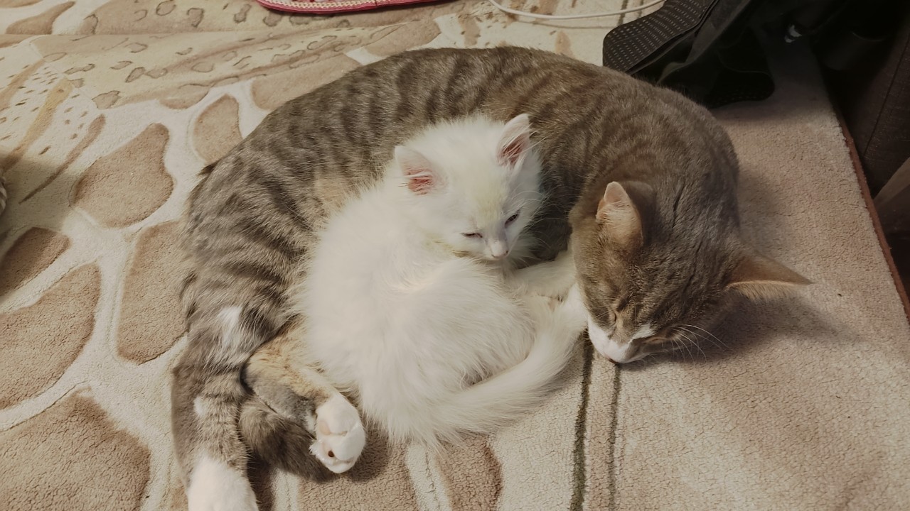 Кофеёк с Зефиром
#котики #питомцы #милота