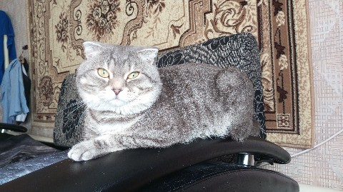 moskaandmax в LOOKY. . Добрый день, как дел...