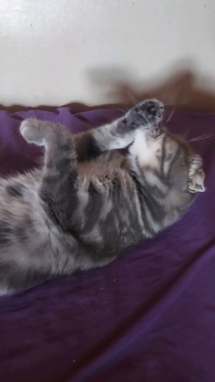 Мусиндра в LOOKY. #мусякакмуся,#мусиндра,#кошечка,#любимка. Жизнь, как у кота! �...