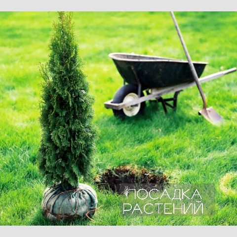 starskara в LOOKY. . Весна приближается, ...