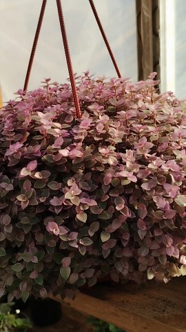 pelargonium_krd в LOOKY. . Кализия Розовая пант...