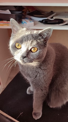 sabinkamalinka в LOOKY. #кошка,#рекомендации,#Джулия,#rec,#life,#fvp,#cat,#kitty,#kawaii,#meow,#julia. Кися по имени Джули ...