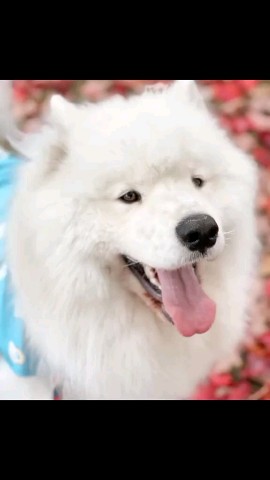 Pets lover в LOOKY. . Available for sell f...