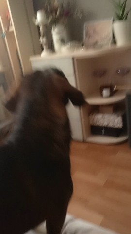 Б.ОКС в LOOKY. . Пёсик любимый,ну оче...