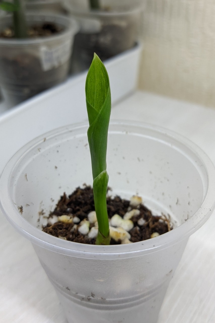 Alenenok в LOOKY. #стрелицияситниковая,#комнатныерастения,#plant. Недавно взошла Стрел...