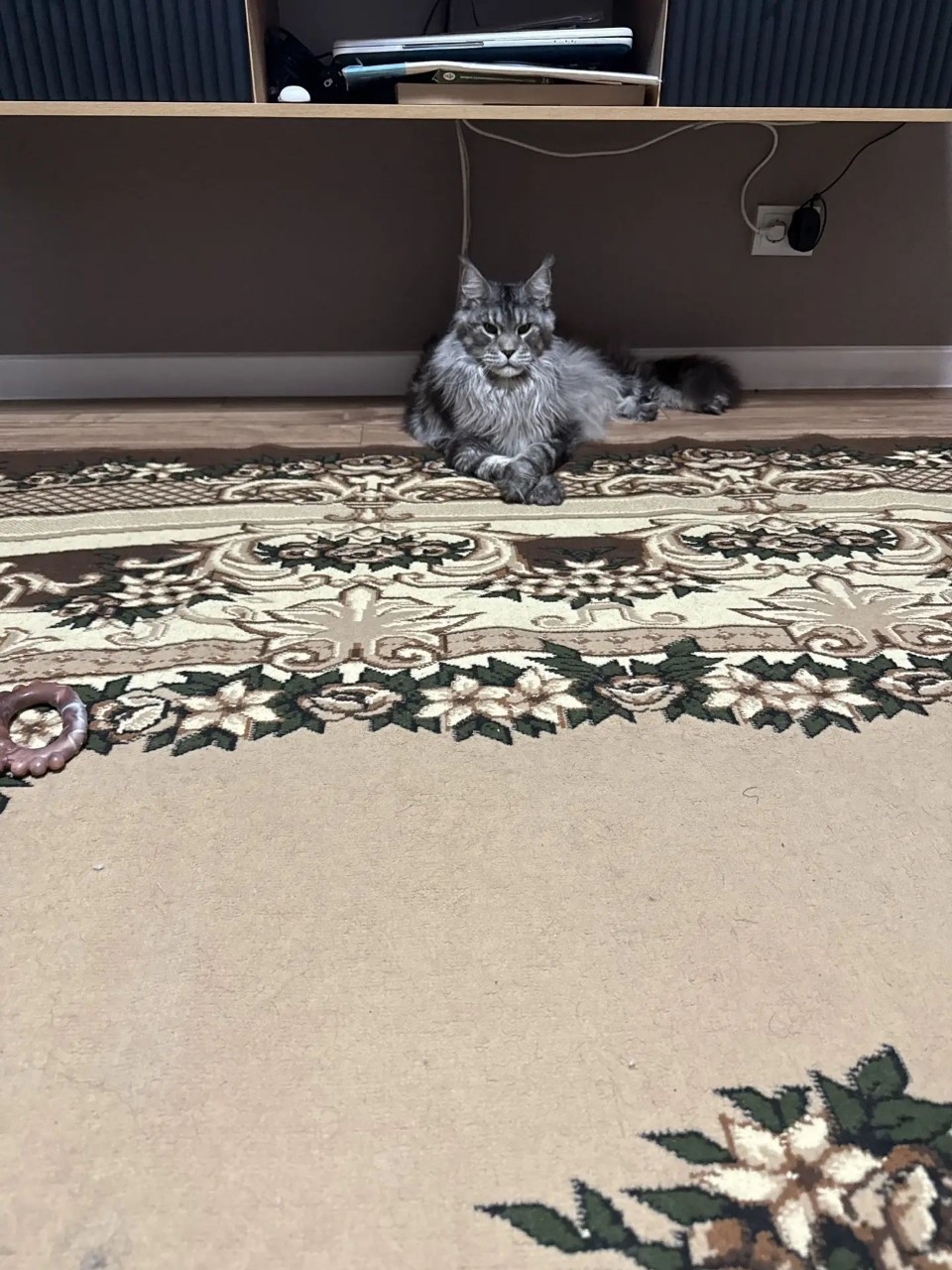 OlyOlyOly в LOOKY — Дочин хозяин дома🤣