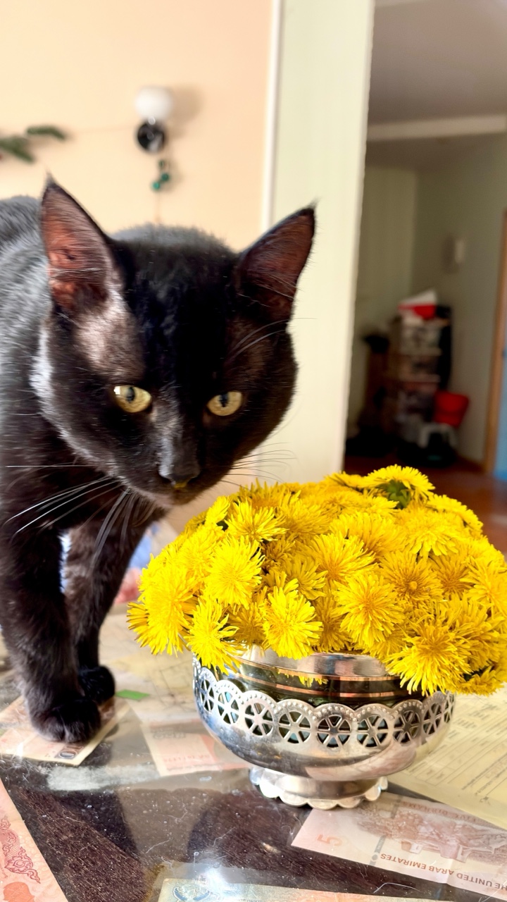Одуванные коты😀 С детства люблю одуванчики, и много чего про них не знала. В ТГ рассказала про них интересное 👍