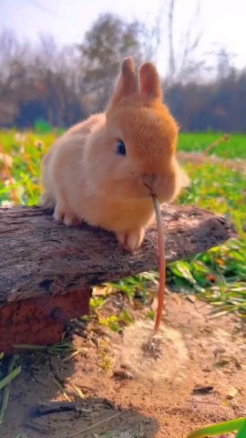 SoCute в LOOKY. #foryou,#rabbit,#cute,#socute,#animal,#exploer,#viral. #foryou #rabbit #cut...