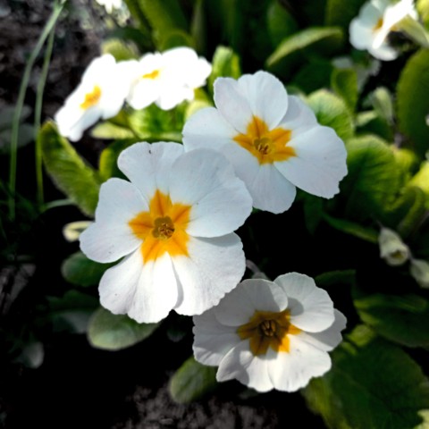 volkov в LOOKY. #цветы,#flowers,#природа. #цветы #flowers #при...