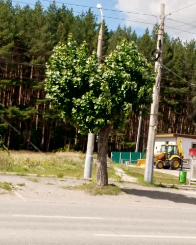 rigrimm в LOOKY. . [#лайк ](лайк)[#прир...