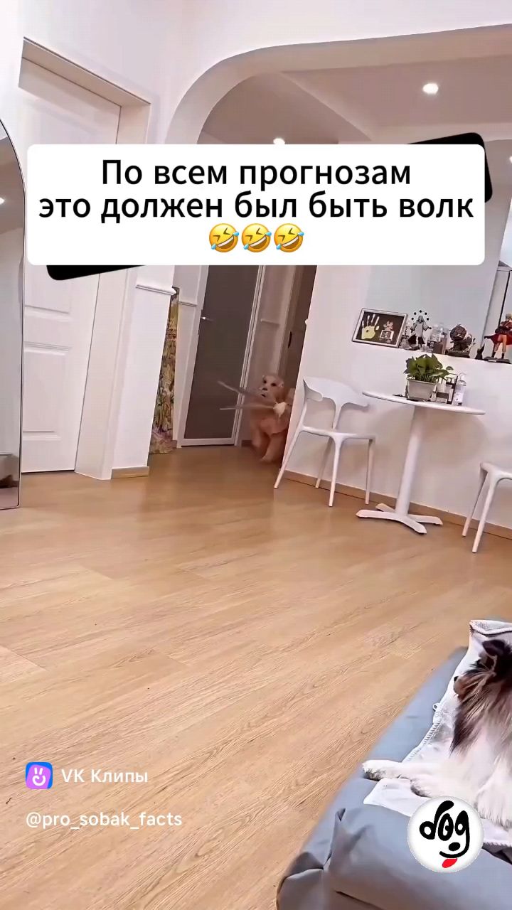 PoPrikolu в LOOKY. #приколы,#ржака,#краснодар,#москва,#юмор,#смех,#екб. Прелестная феечка
#п...