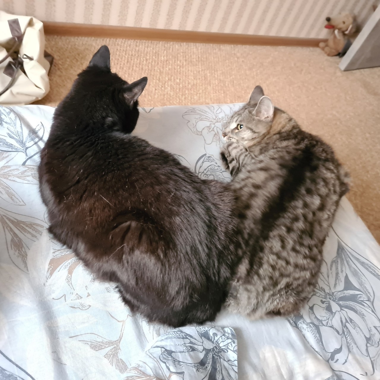 lady_morrygan в LOOKY — Котики сердечком:) 