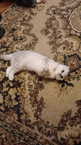 Looky_1698287791375 в LOOKY. . 