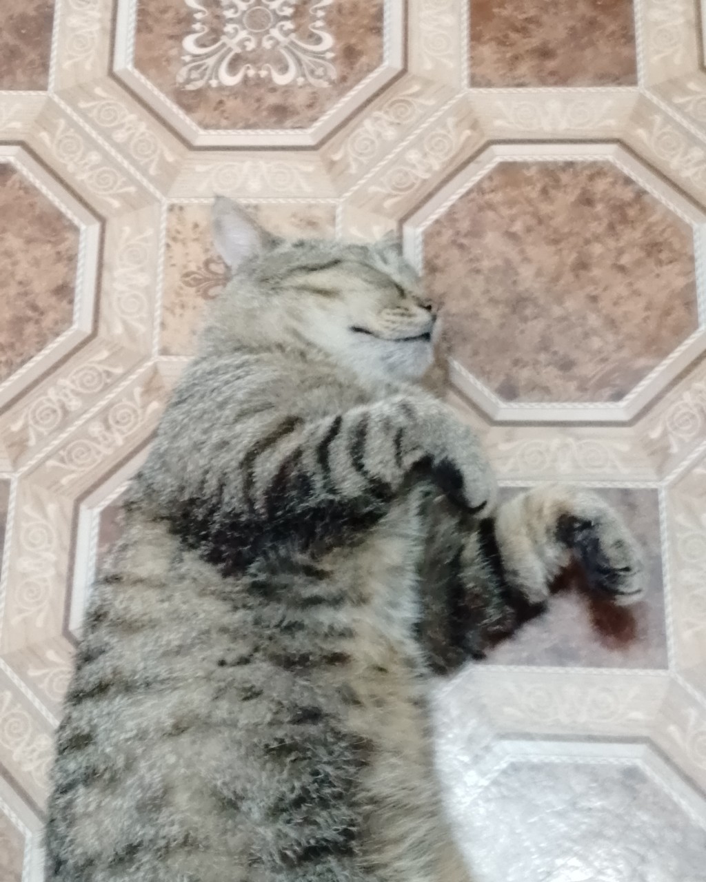 даня_pro_gemes в LOOKY — Кот