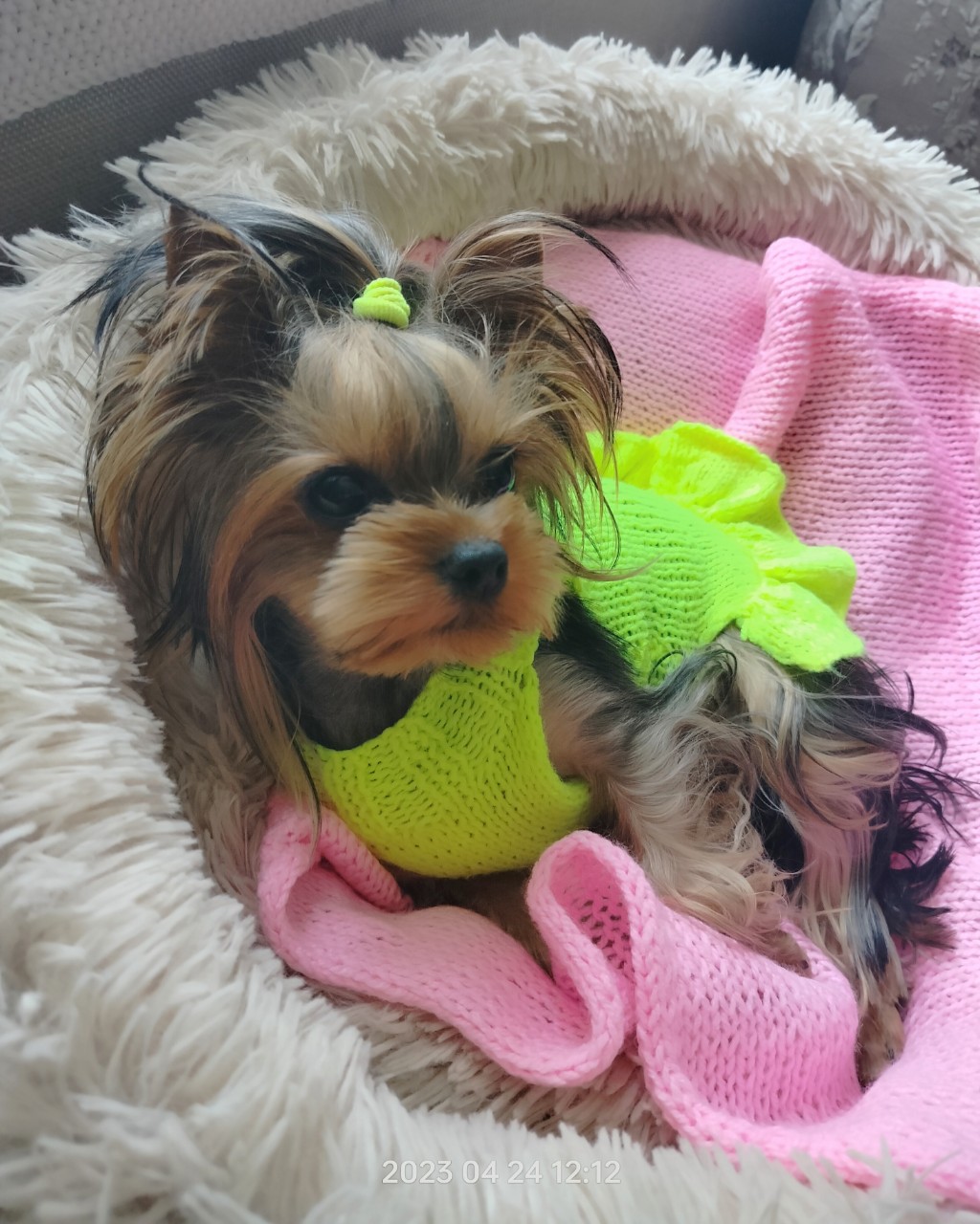 [#йоркимоялюбовь ](йоркимоялюбовь)[#yorkshireterrier ](yorkshireterrier)#dogs #маленькиесобачки