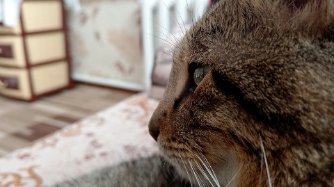 Мари Жукова в LOOKY. #котик,#питомцы,#животные. Мой любимый котик, Б...