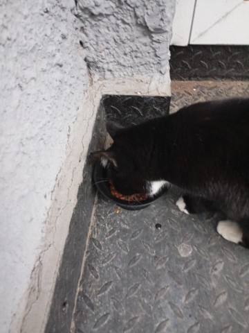 Даниил в LOOKY. . 🐱 Маленькое добро —...