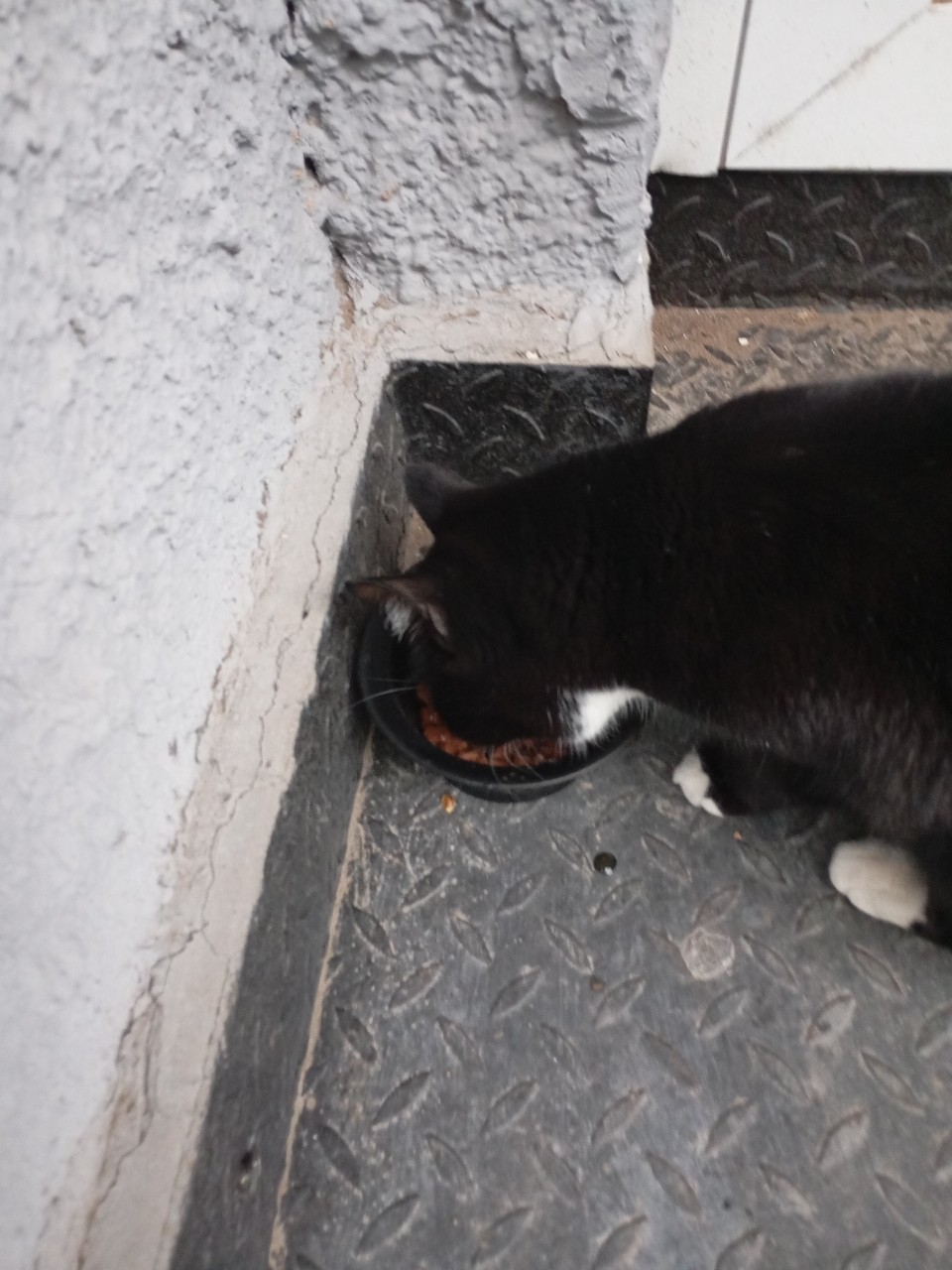 🐱 Маленькое добро — большая радость!

Каждый день эти пушистые комочки ждут тепла и заботы. Сегодня мы поделились едой с теми, у кого нет дома. Котик с удовольствием съел корм, оставшийся после покупки собачке! 💛

[#кот ](кот)[#кошечка ](кошечка)[#котик ](котик)[#корм ](корм) [#бездомныеживотные ](бездомныеживотные)[#животные ](животные)[#животное ](животное)