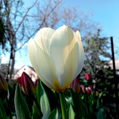 volkov в LOOKY. #тюльпаны,#цветы,#flowers. #тюльпаны #цветы #fl...