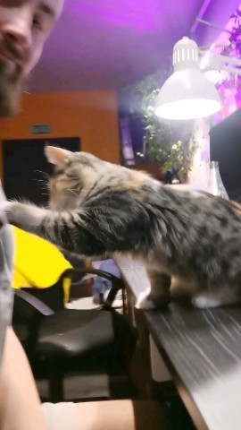 SDenis в LOOKY. #котики. Это любовь 😁

#коти...