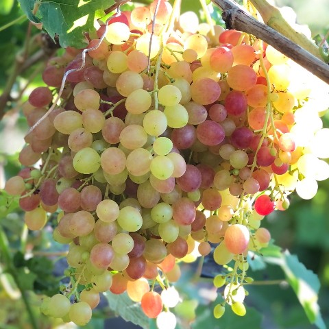 kinel_vinograd в LOOKY. . Кишмиш Велес этим ле...