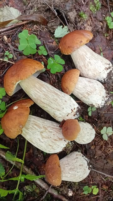 julka_kochetova в LOOKY. #boletusedulis,#porchini,#mushroomforaging,#fungivideo,#fungi. Белые грибочки❤😍🍄
...