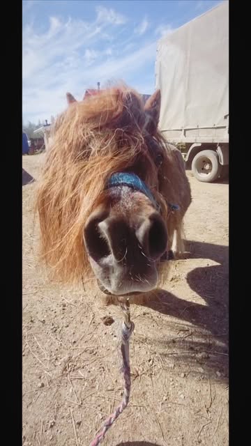 victoriaserbul_horse в LOOKY. #instagramhorses,#instagram,#horse,#horselove,#horselife,#инстаграмлошади,#инстаграм,#Лошади,#Лошадижизнь,#лошадилюбовь. #instagramhorses #in...