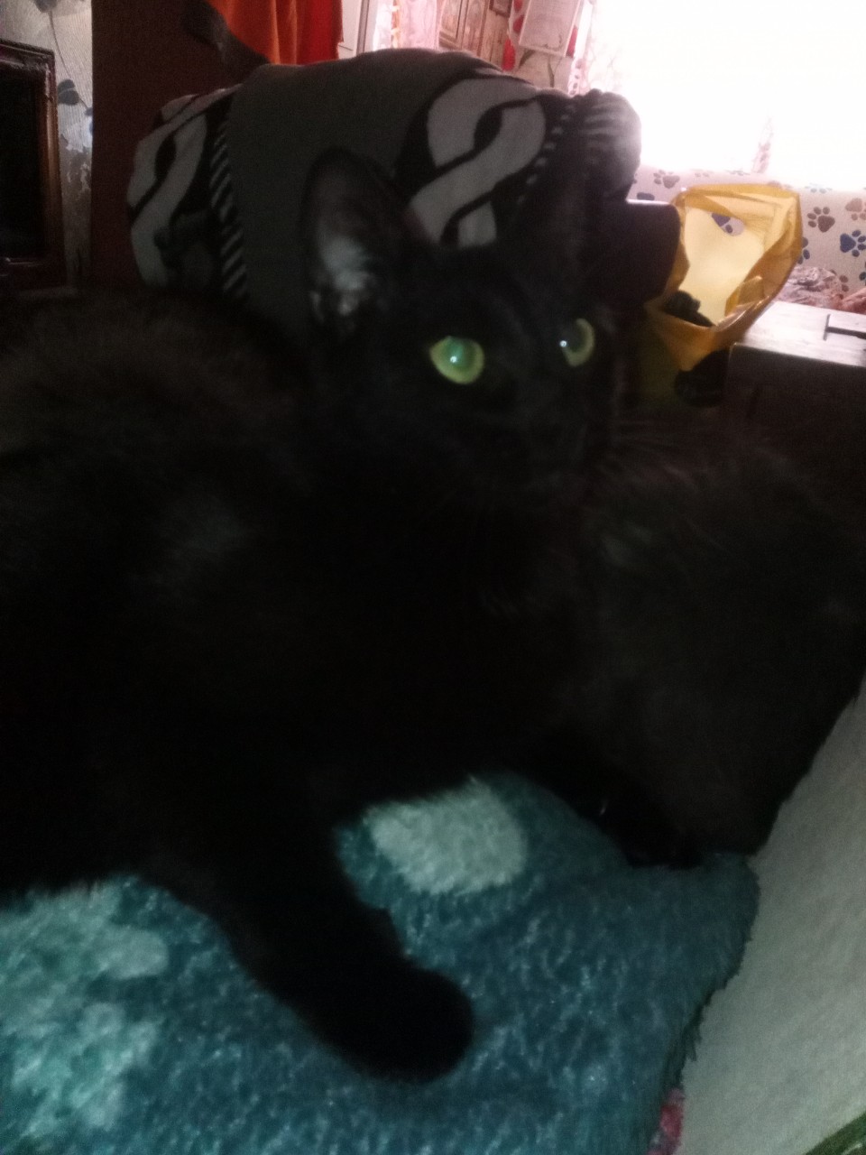  в LOOKY — #котомоРдель#барсик#творчество#думыдумаю#котовасия
Привееети