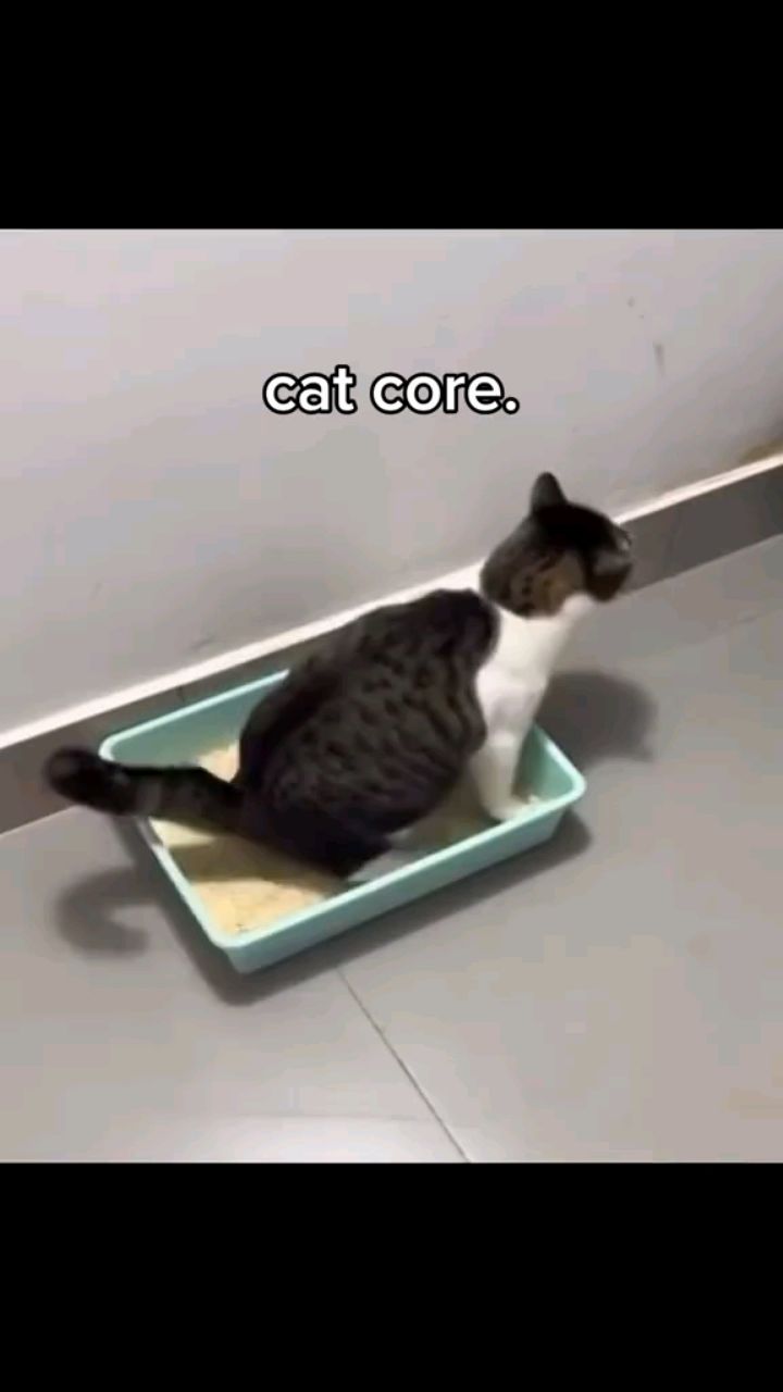 Сеня в LOOKY. #cats,#good_set. Надеюсь, он вам подн...