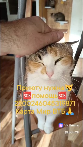 Котлин_Остров_Котов_Кронштадт в LOOKY. #приюткота,#помощьживотным,#бездомныекотики,#cat. #приюткота #помощьжи...