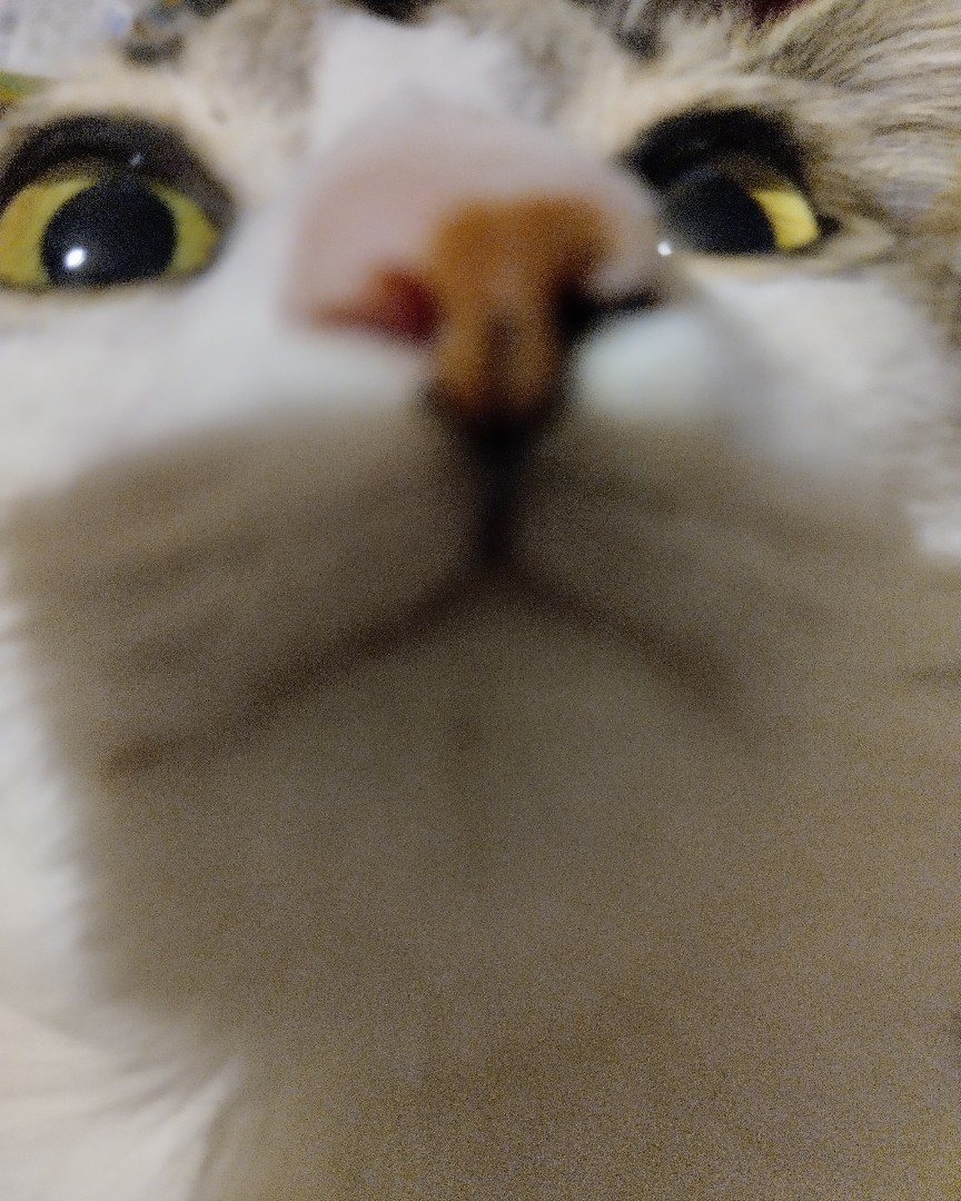 Кот Мурчик in LOOKY. . 