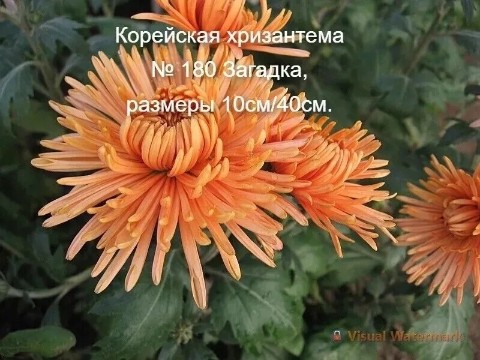svetlanaklimenko603te9ps1k в LOOKY. . Принимаю заказы на в...